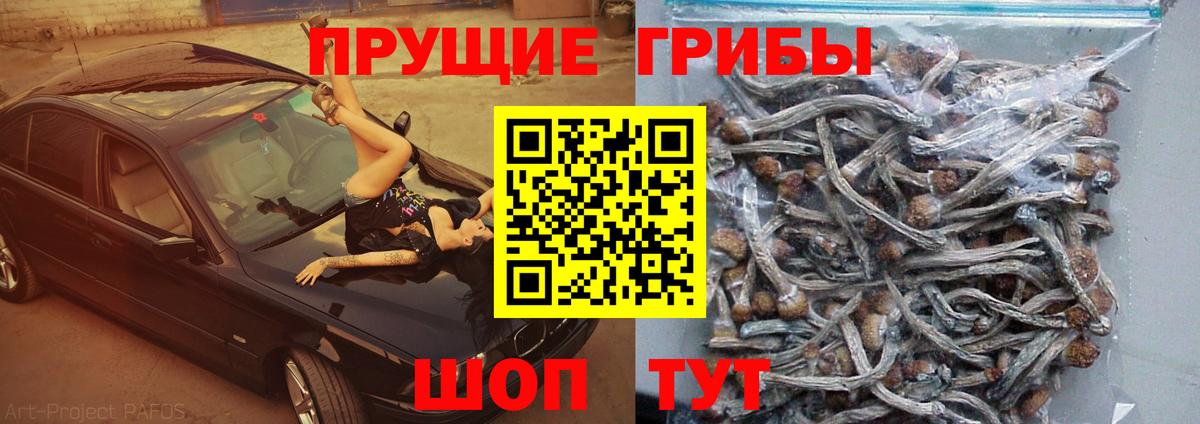 Псилоцибиновые грибы GOLDEN TEACHER Калуга
